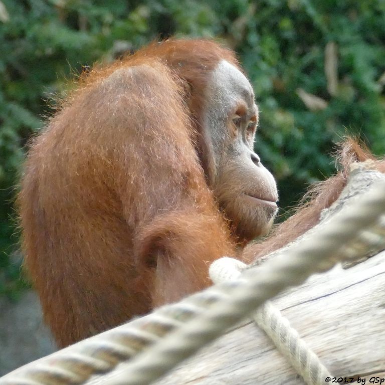 Sumatra-Orang-Utan BATAK, seit 8.8.17 in Hamburg