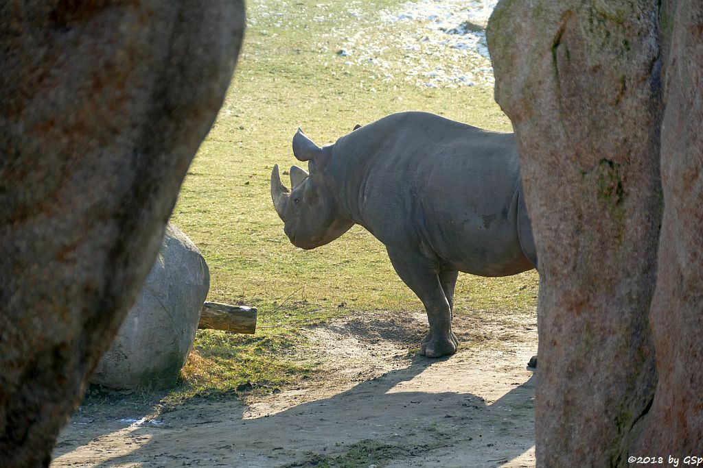 Spitzmaulnashorn (Spitzlippennashorn, Doppelnashorn)