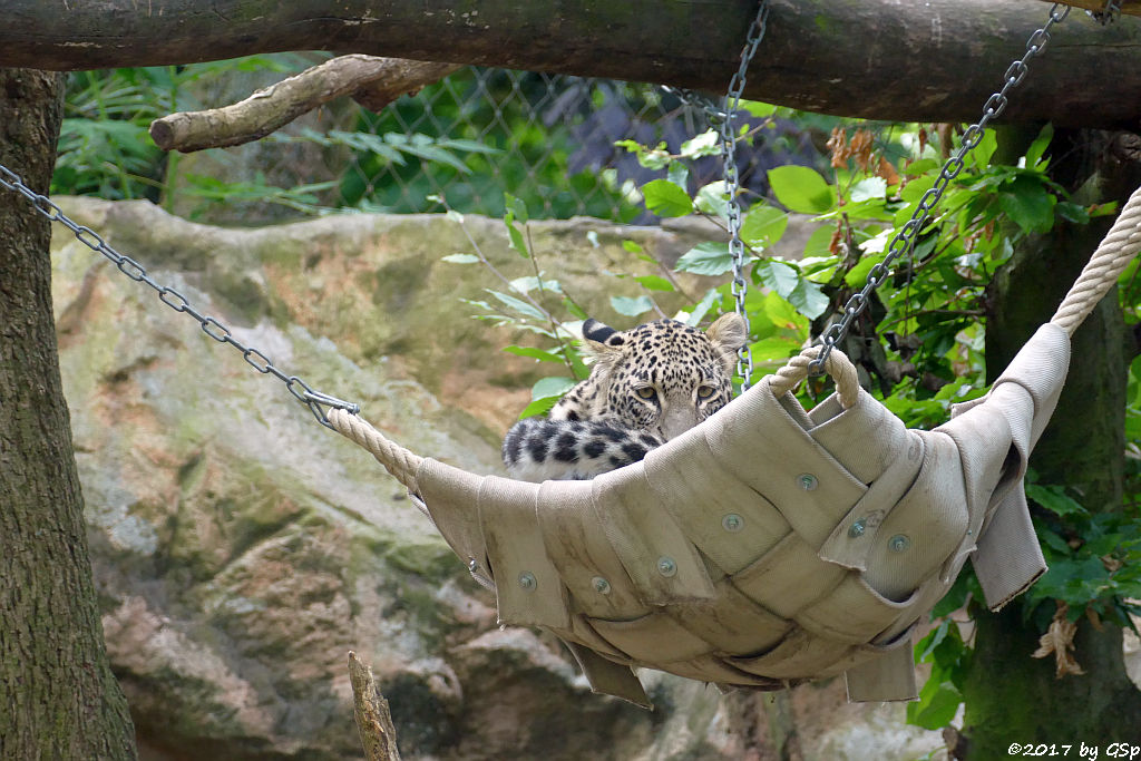 Nordpersischer Leopard (Afghanischer Leopard)