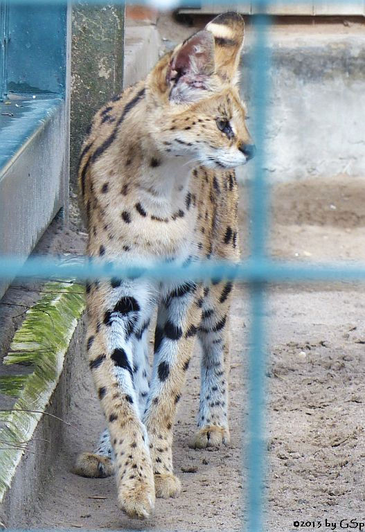 Serval