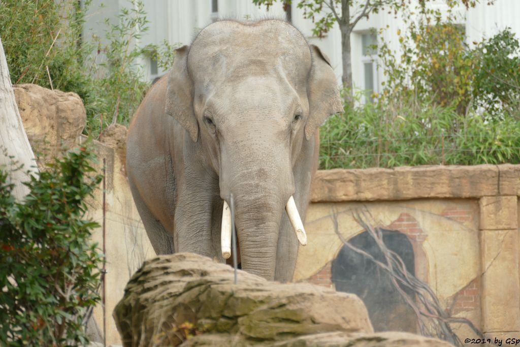 Indischer Elefant