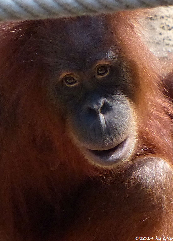 Sumatra-Orang-Utan