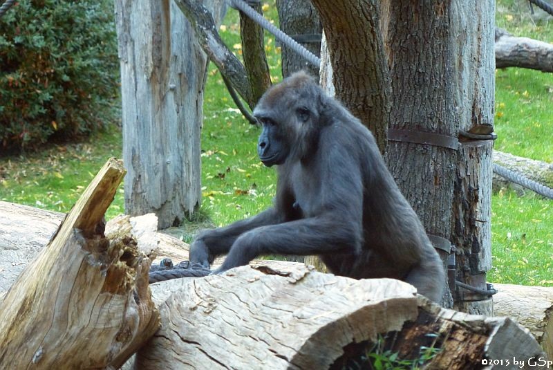 Flachlandgorilla