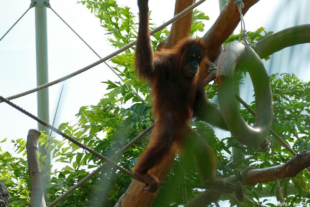 Sumatra-Orang-Utan