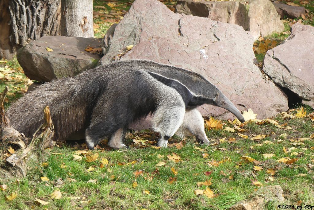 Großer Ameisenbär