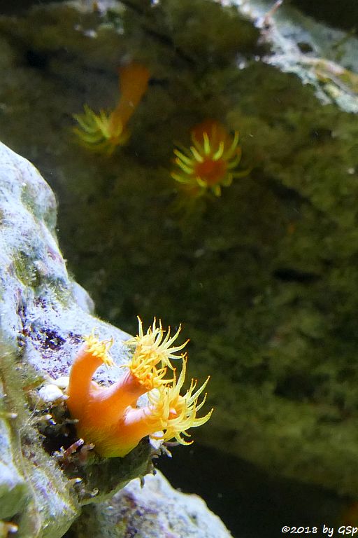 Gefiederte Anemone