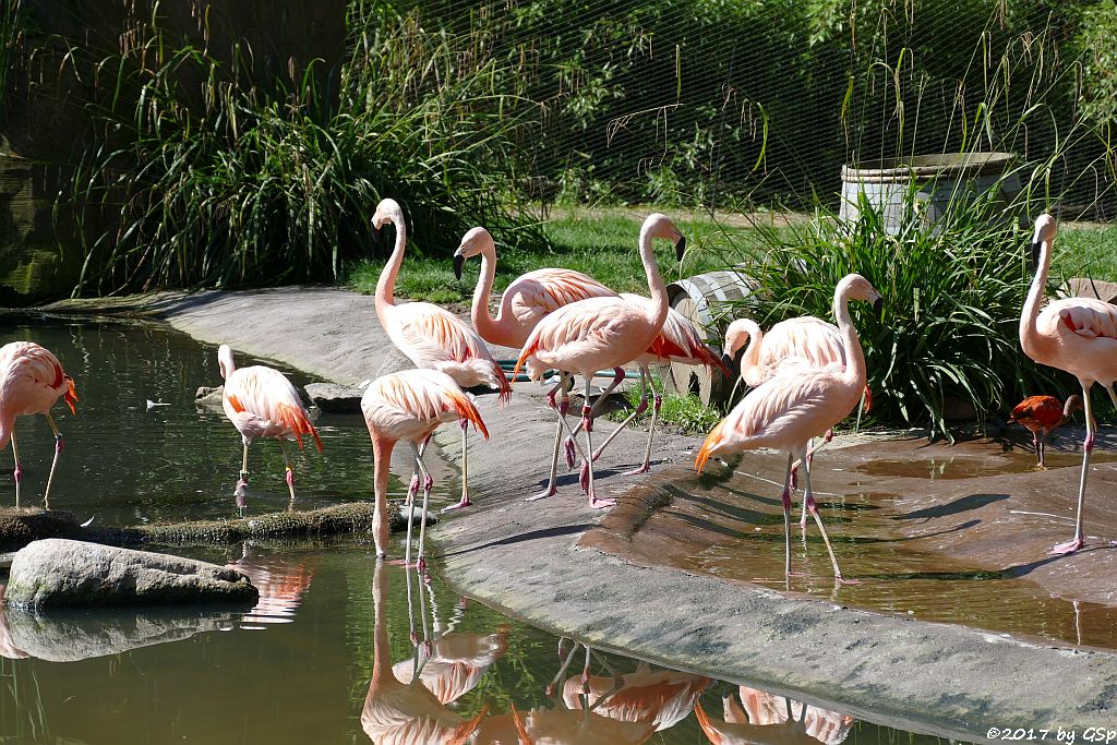 Chileflamingo (Chilenischer Flamingo)