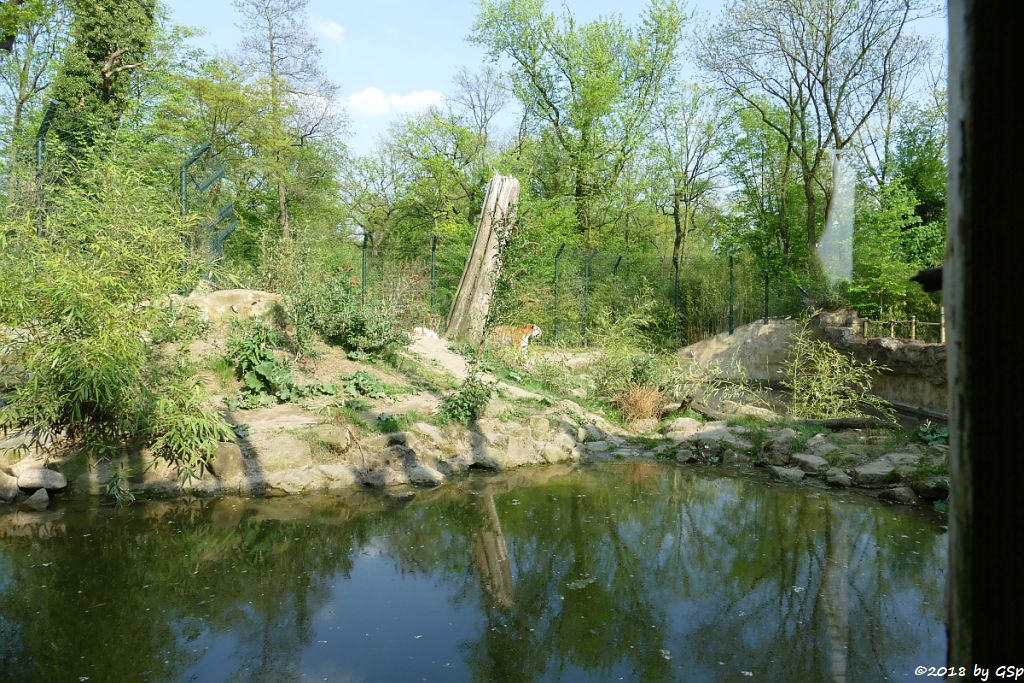 Amurtiger (Sibirischer Tiger, Mandschutiger)