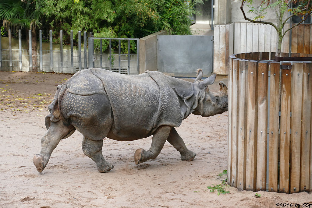 Panzernashorn