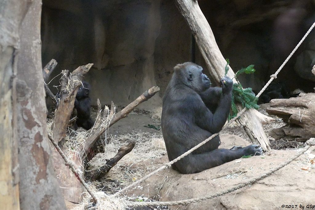 Flachlandgorilla WELA und DIAN