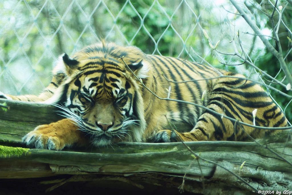 Zoo Halle: Sumatratiger