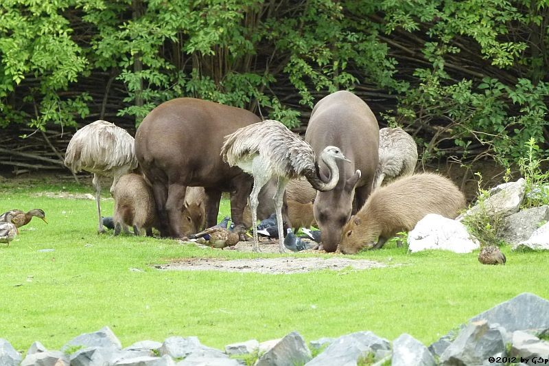 Nandu, Capybara, Flachlandtapir