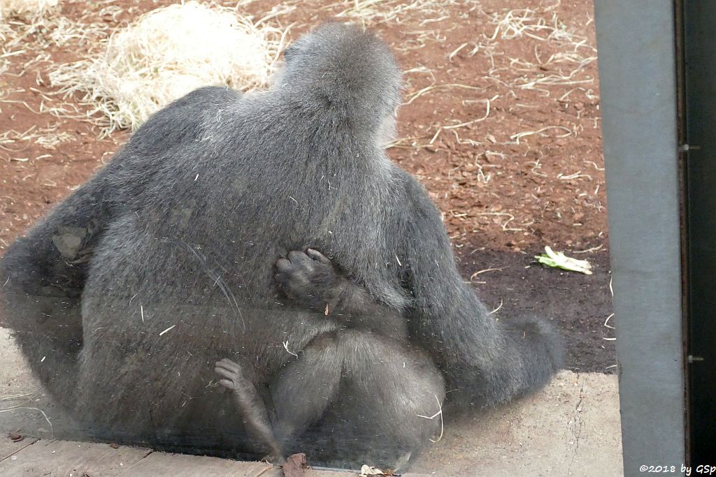 Flachlandgorilla