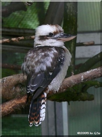 Kookaburra (Lachender Hans)