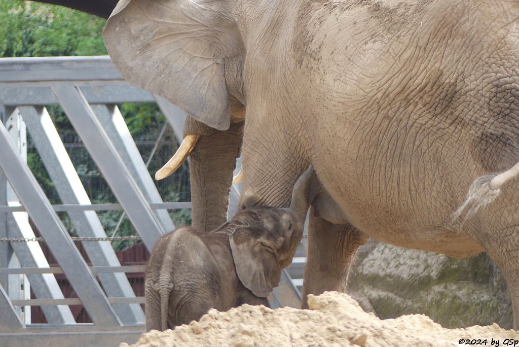 Elefanten Zoo Halle: TANA mit SIMON, geb.4.2.24