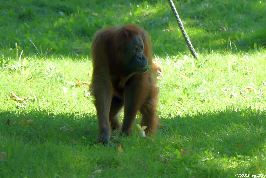 Sumatra-Orang-Utan