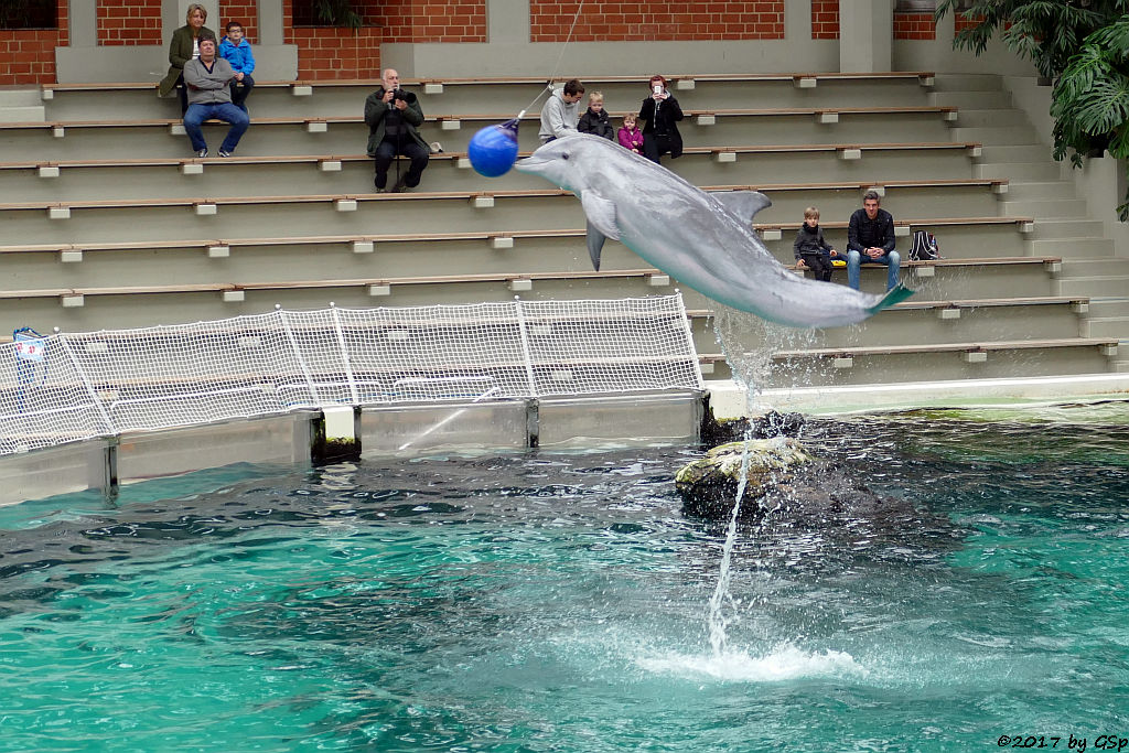 Atlantischer Großer Tümmler