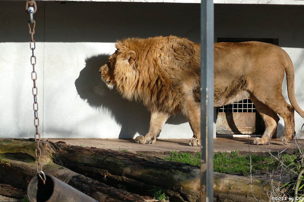 Asiatischer Löwe