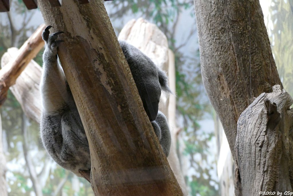 Nördlicher Koala (Queensland-Koala, Neusüdwales-Koala)