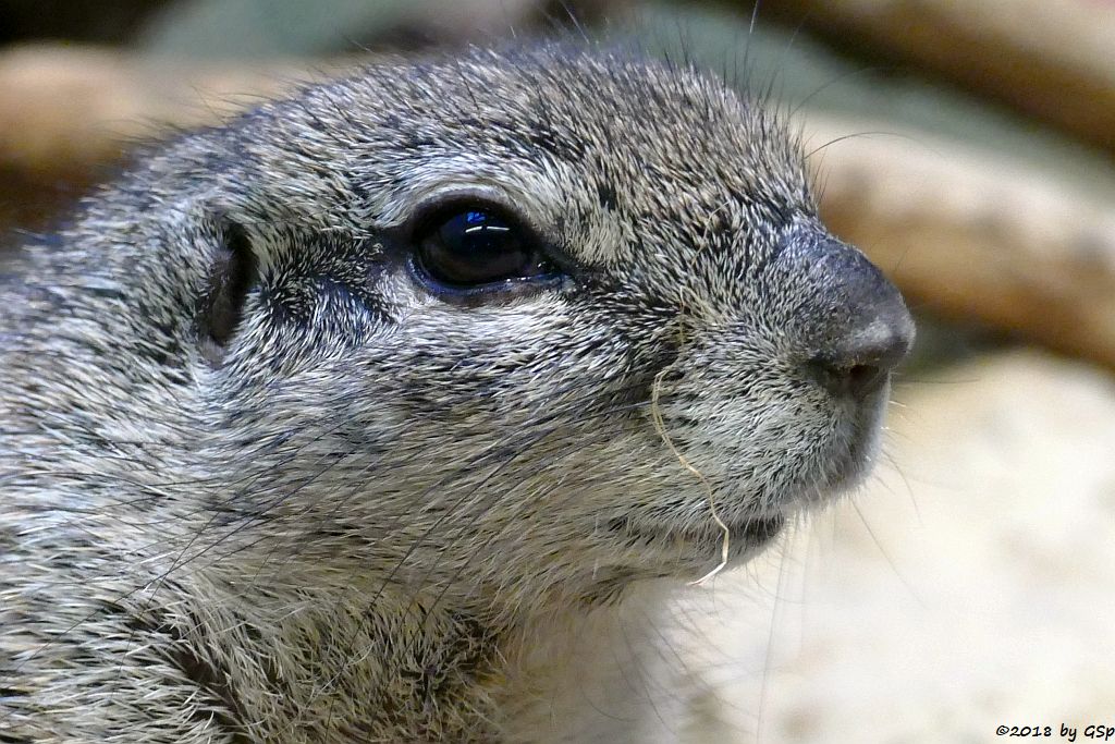 Kap-Borstenhörnchen