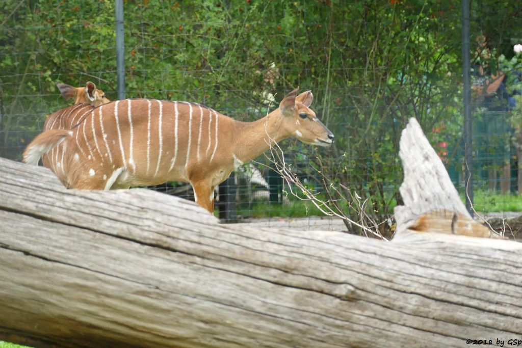 Nyala (Tieflandyala, Flachlandnyala