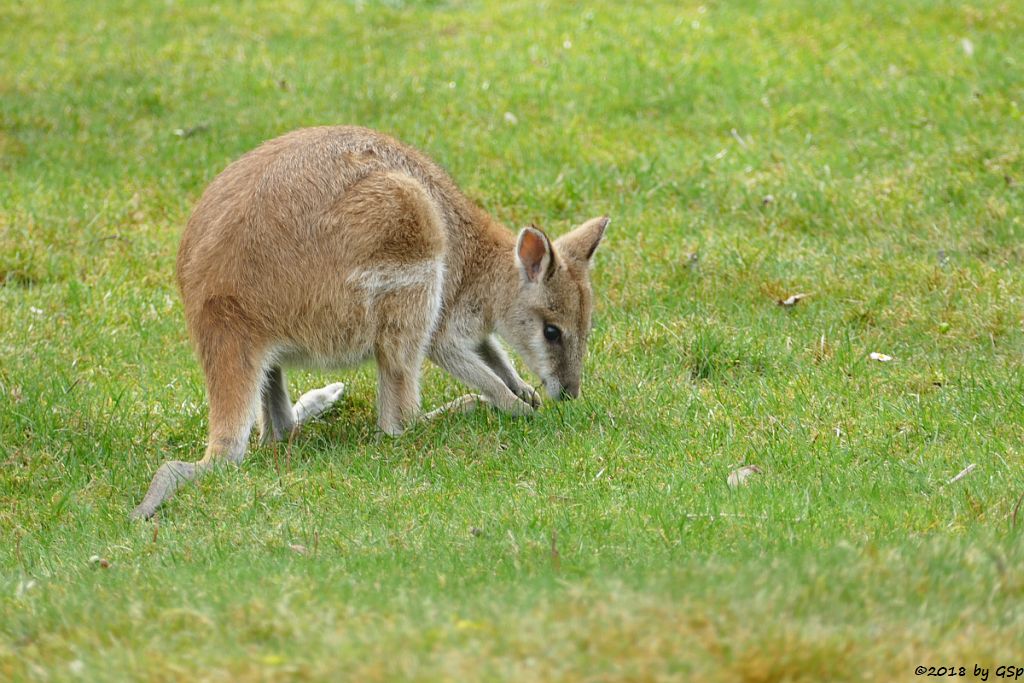 Neuguinea-Flinkwallaby