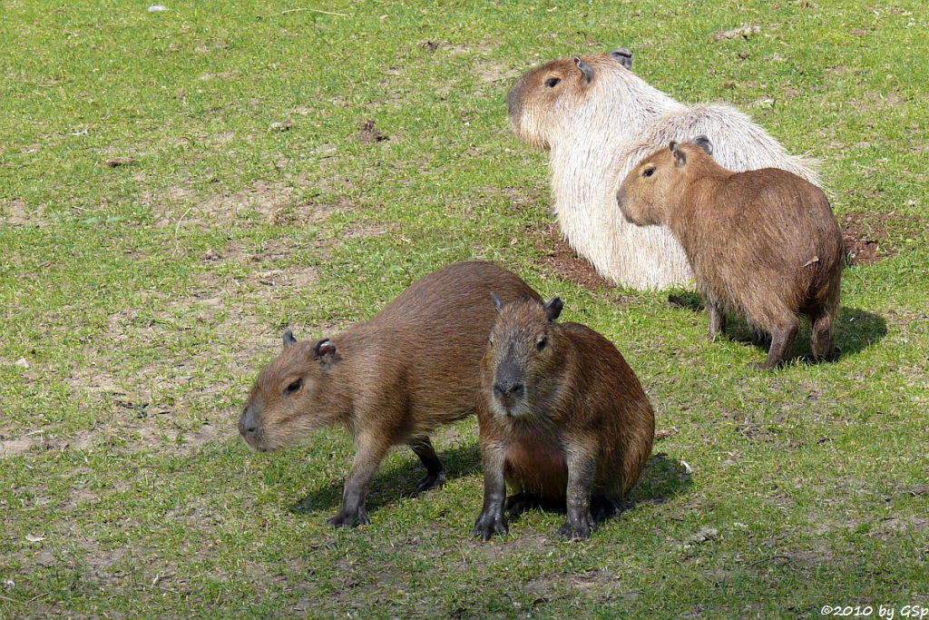 Capybara mit 4 Monate altem Jungtier