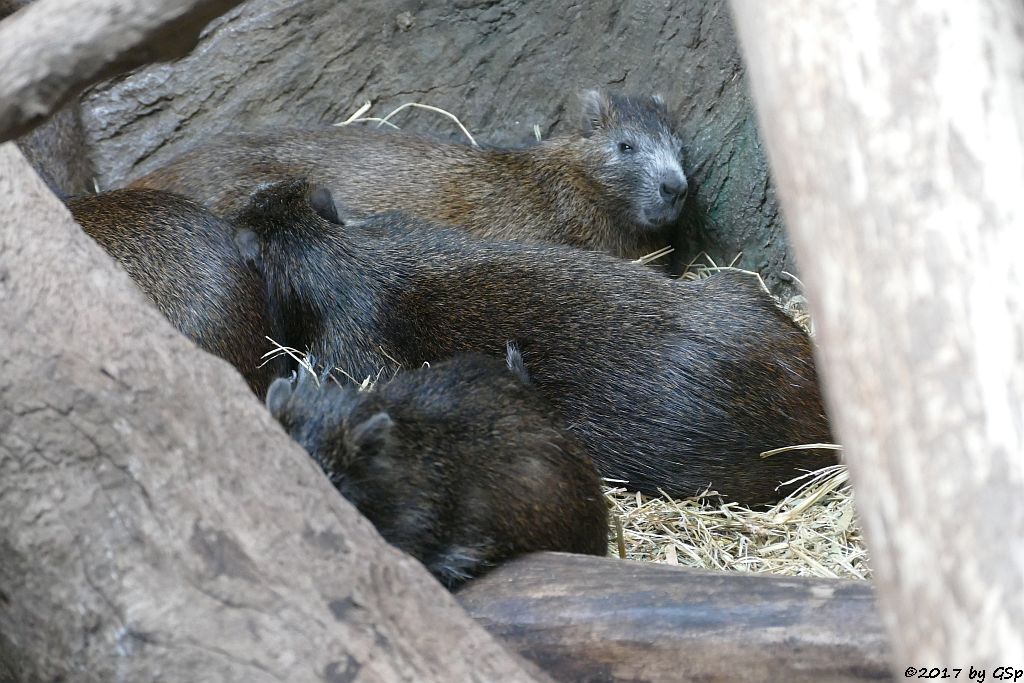 Kuba-Baumratte (Kuba-Ferkelratte, Hutiaconga)