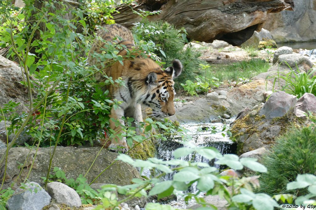 Amurtiger (Sibirischer Tiger, Mandschu-Tiger)