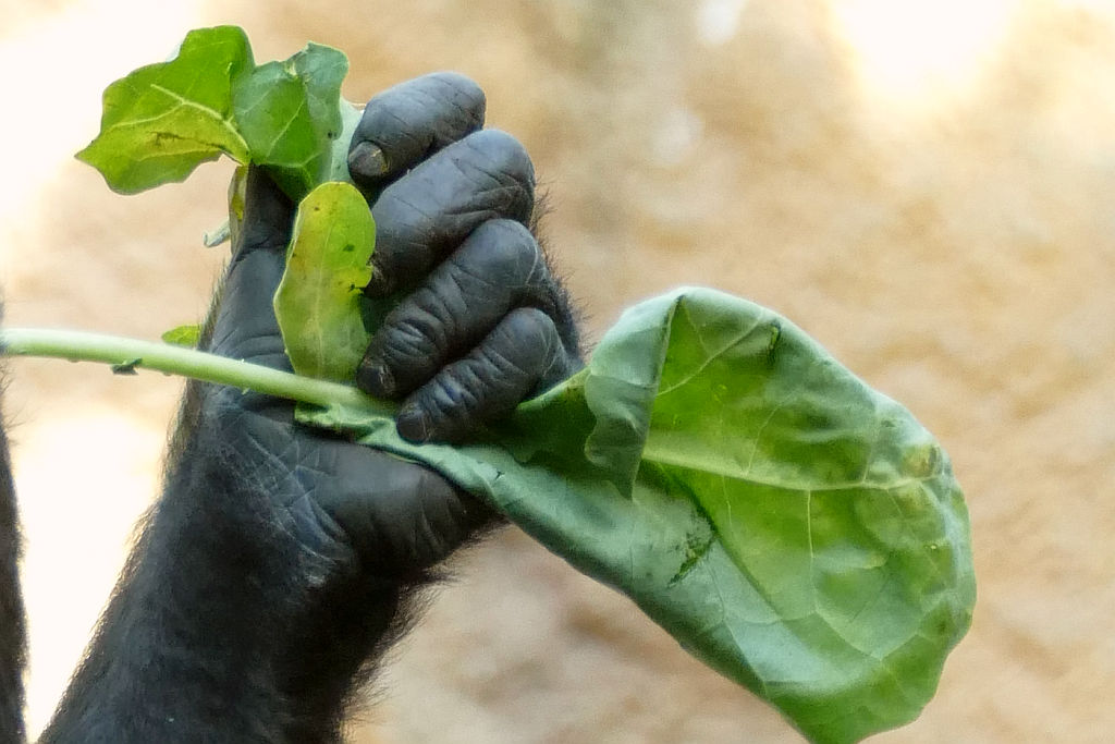 Flachlandgorilla