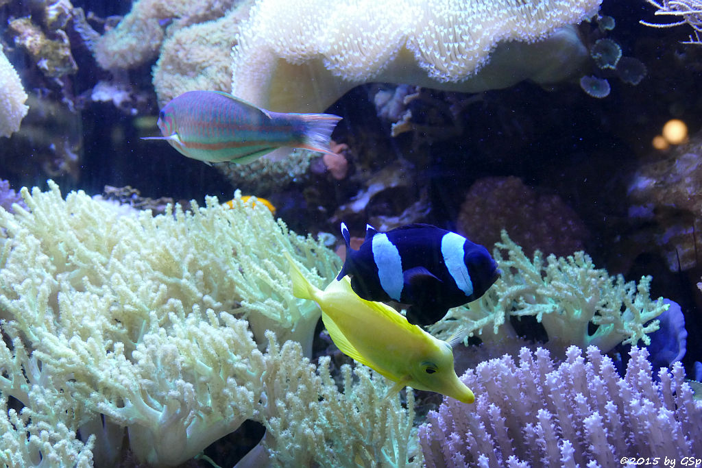 Regenbogen-Lippfisch, Sattelfleck-Anemonenfisch, Zitronenflossn-Doktorfisch)