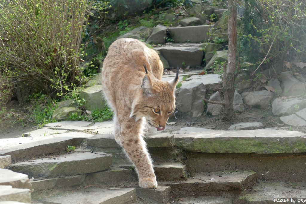 Karpatenluchs