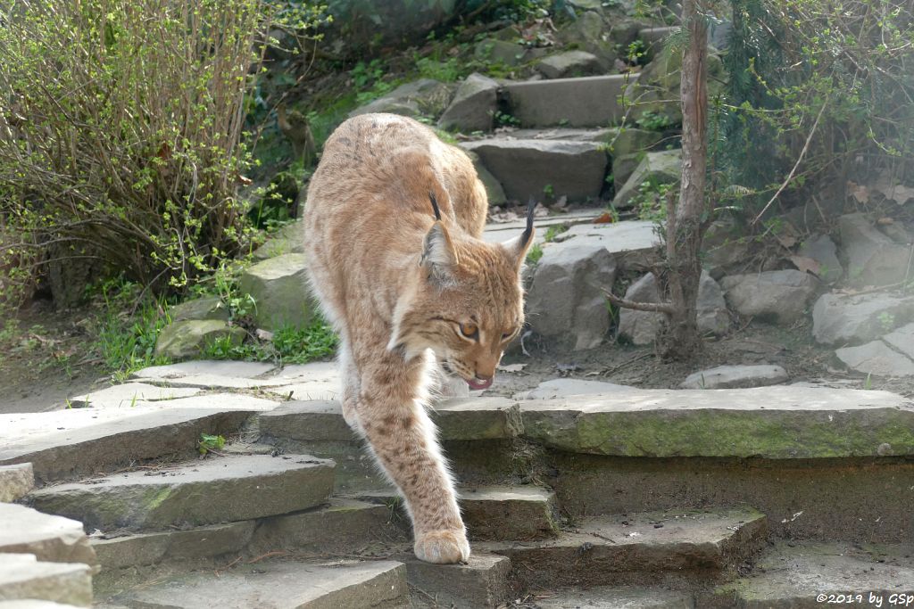 Karpatenluchs