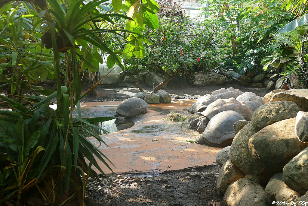 Aldabra-Riesenschildkröte (Seychellen-Riesenschildkröte)