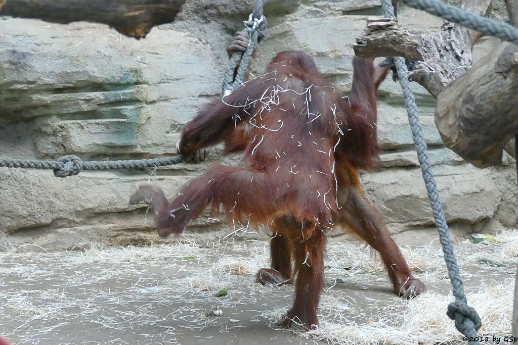 Sumatra-Orang-Utan INDAH, SAYANG