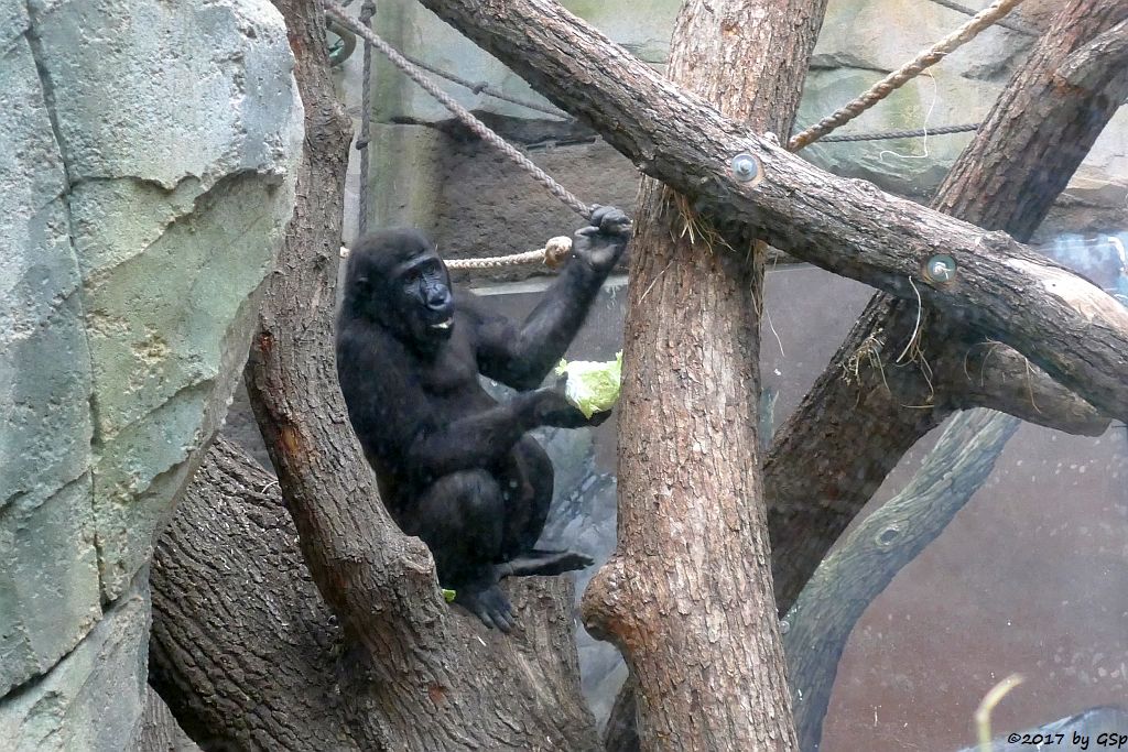 Flachlandgorilla SAWA