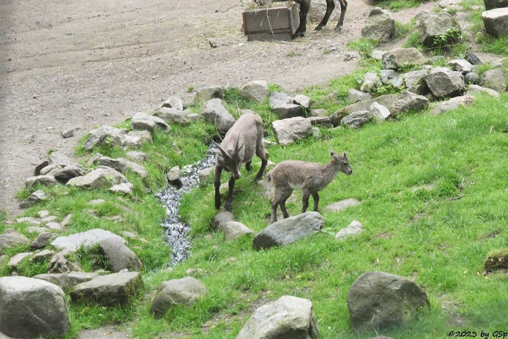 Alpensteinbock