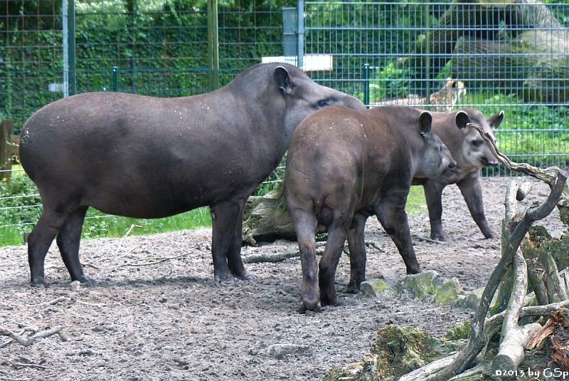 Flachlandtapir mit Jungtier NANDO, geb. 1.9.12