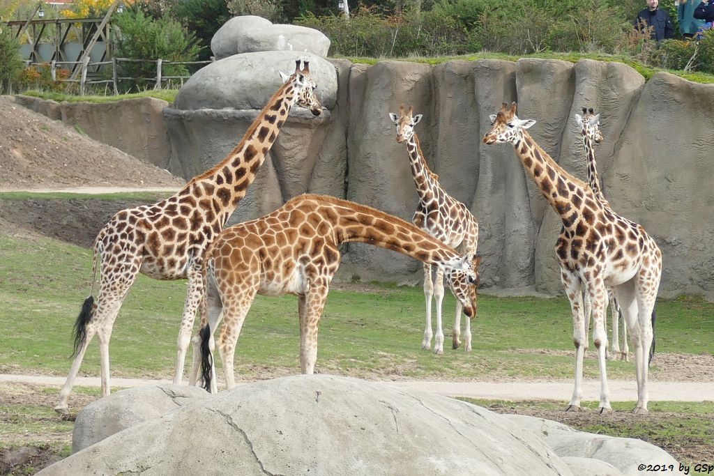 Rothschildgiraffe (Uganda-Giraffe, Baringo-Giraffe)