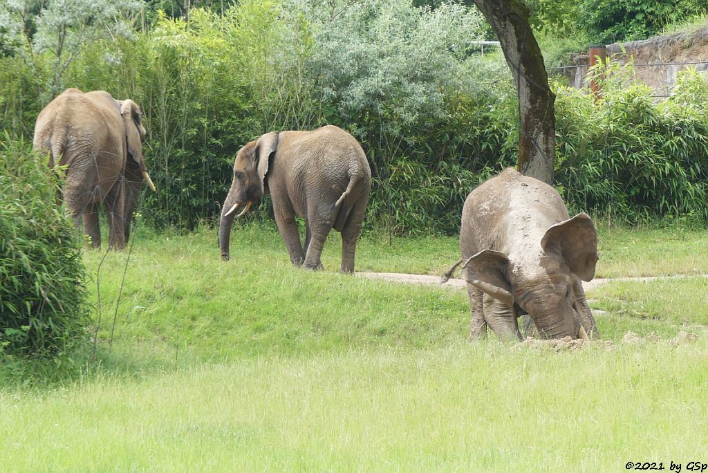 LILAK, KARIBA, TAMO