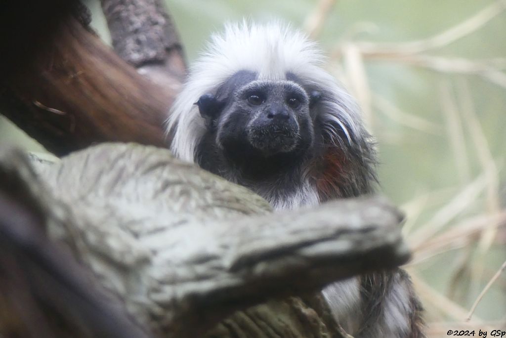 Lisztäffchen (Lisztaffe, Pinchéaffe)