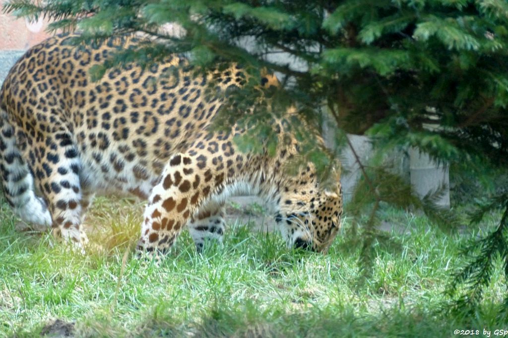 Chinaleopard (Nordchinesischer Leopard)