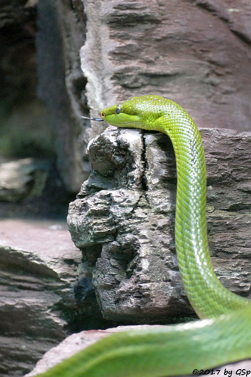 Grüne Spitzkopfnatter (Rotschwanznatter)