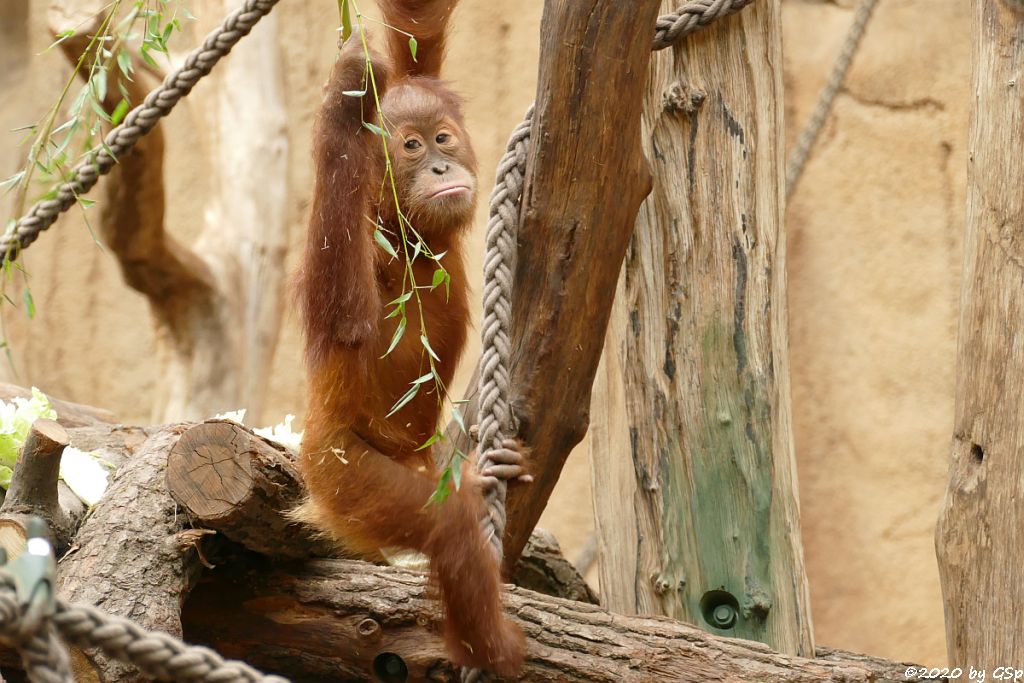 Sumatra-Orang-Utan