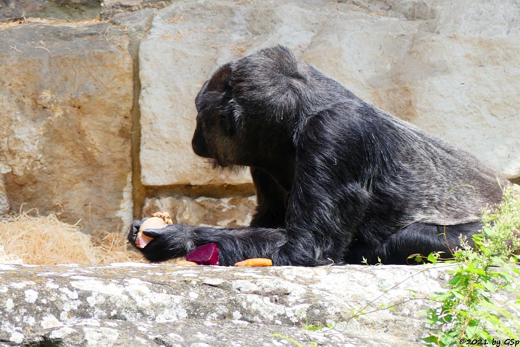 Flachlandgorilla FATOU (64 J.)