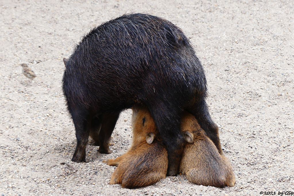 Südliches Weißbartpekari (Südliches Bisamschwein)