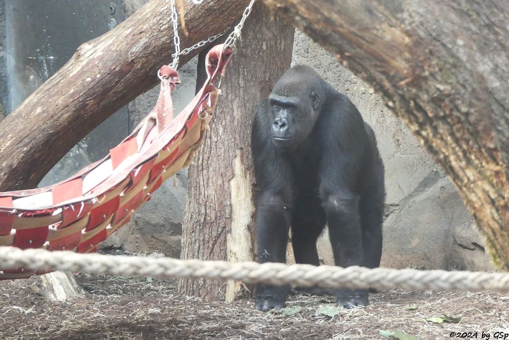 Flachlandgorilla