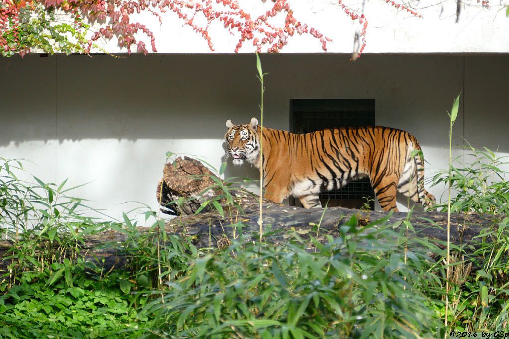 Sumatratiger