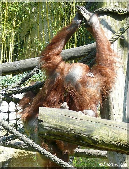 Borneo-Orang-Utan mit Ito, geb. 26.12.06