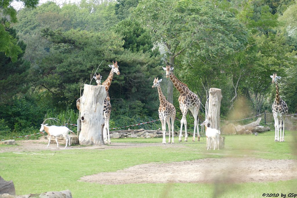 Säbelantilope, Rothschildgiraffe (Uganda-Giraffe, Baringo-Giraffe)